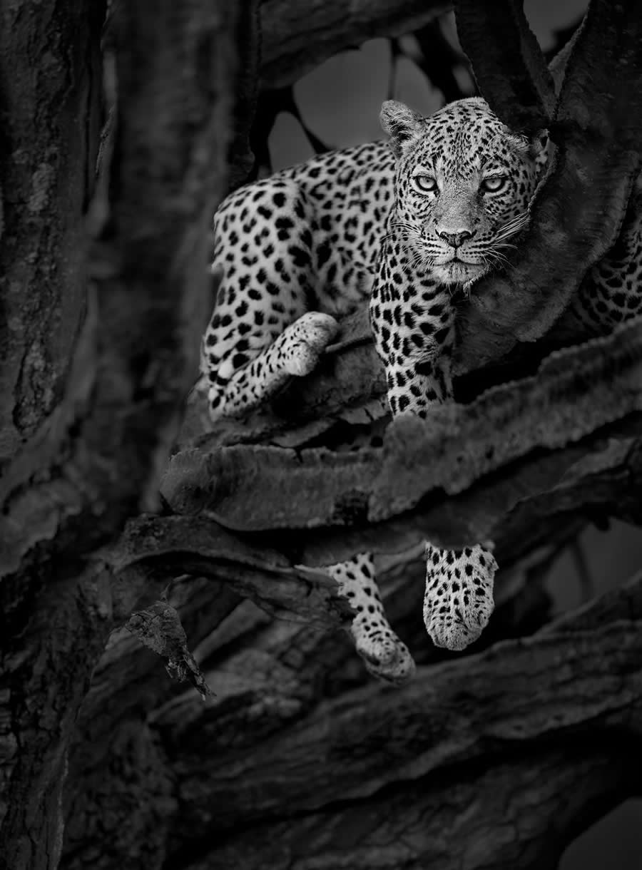 Black-and-White Wildlife Winning Photos from the 2025 reFocus Photography Awards