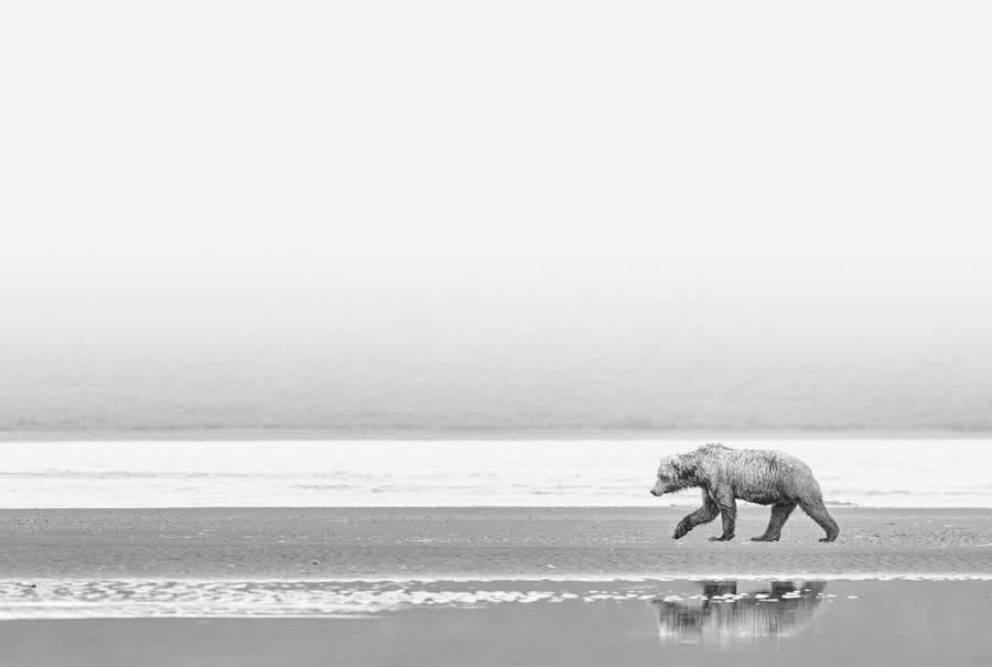 Black-and-White Wildlife Winning Photos from the 2025 reFocus Photography Awards