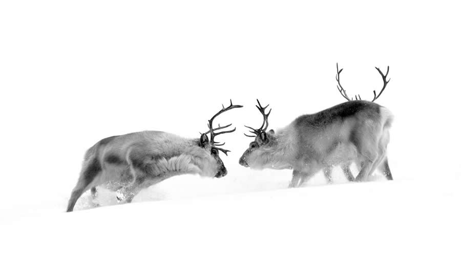 Black-and-White Wildlife Winning Photos from the 2025 reFocus Photography Awards