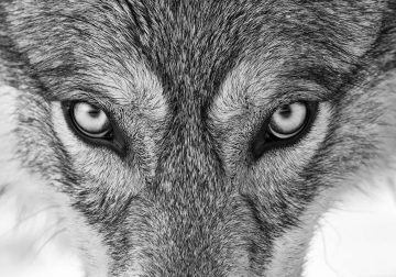 Black-and-White Wildlife Winning Photos from the 2025 reFocus Photography Awards