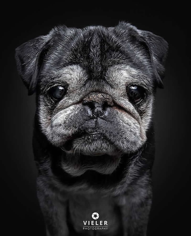 Heartwarming Photos of Senior Dogs by Christian Vieler