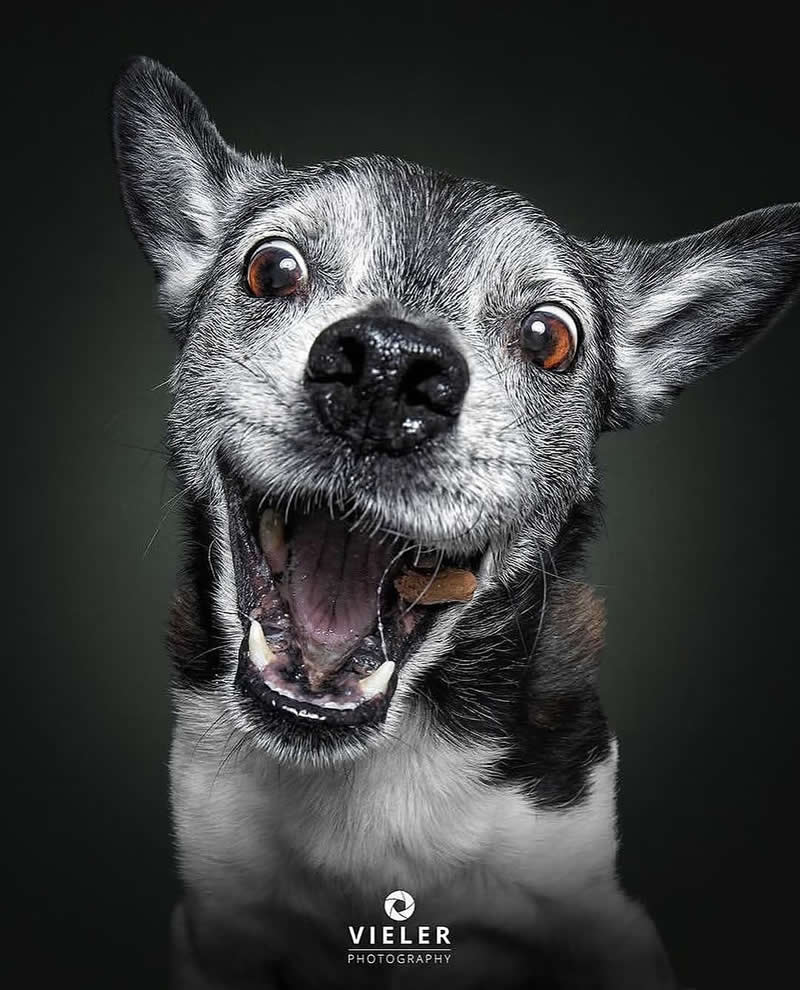 Heartwarming Photos of Senior Dogs by Christian Vieler