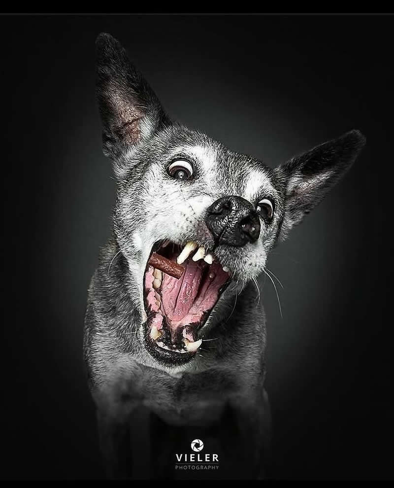 Heartwarming Photos of Senior Dogs by Christian Vieler