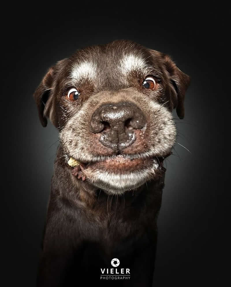 Heartwarming Photos of Senior Dogs by Christian Vieler
