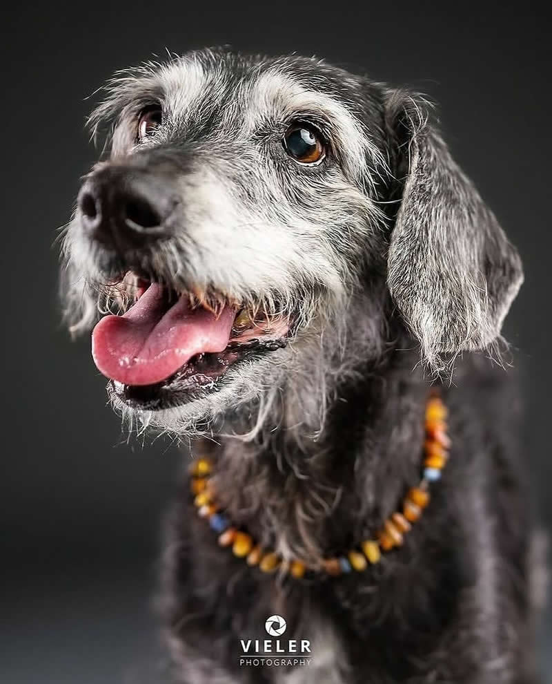 Heartwarming Photos of Senior Dogs by Christian Vieler