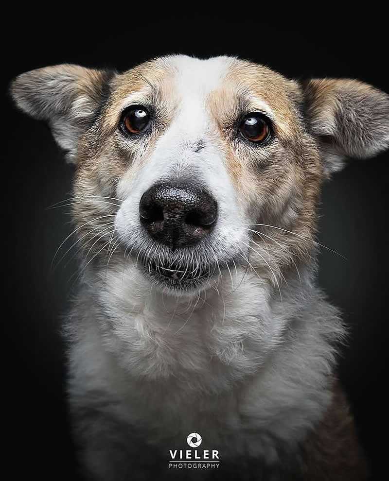 Heartwarming Photos of Senior Dogs by Christian Vieler