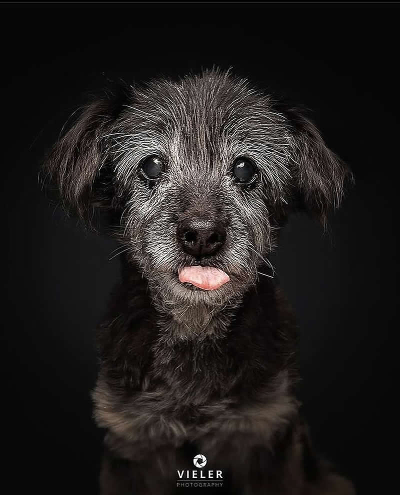 Heartwarming Photos of Senior Dogs by Christian Vieler