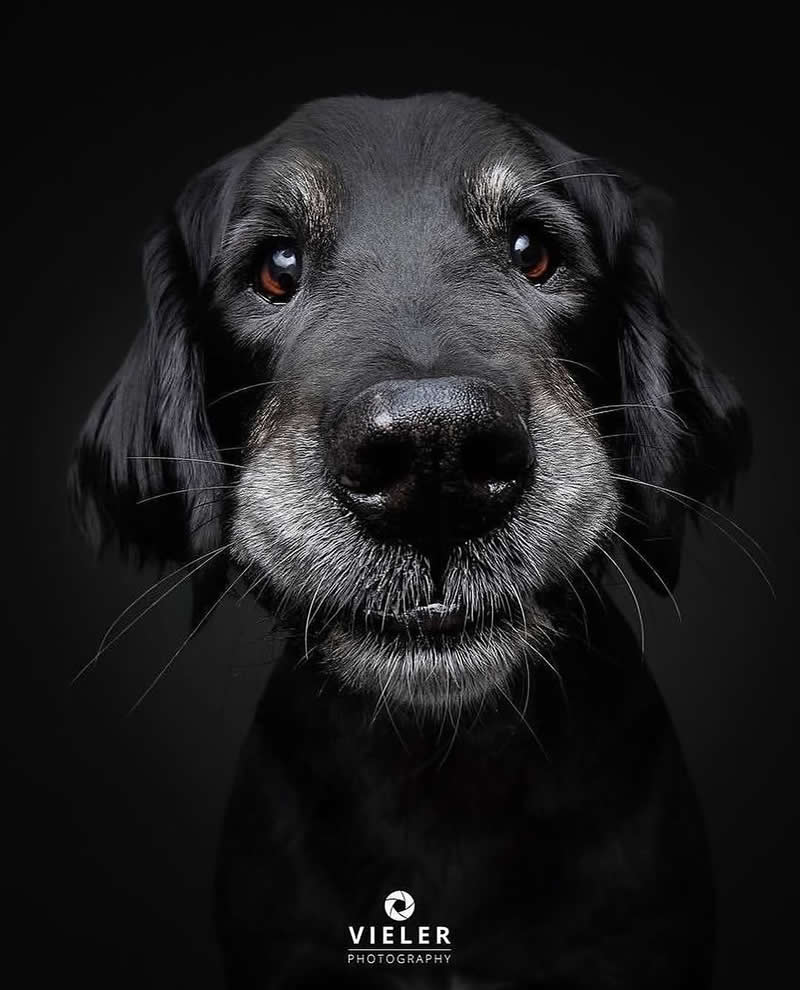Heartwarming Photos of Senior Dogs by Christian Vieler