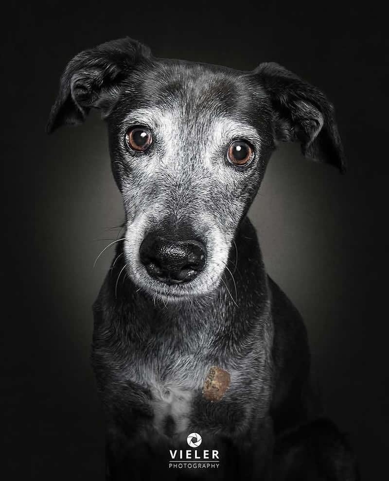Heartwarming Photos of Senior Dogs by Christian Vieler