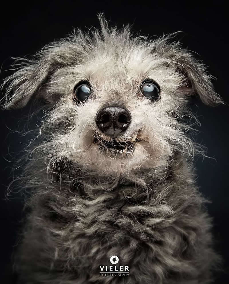 Heartwarming Photos of Senior Dogs by Christian Vieler