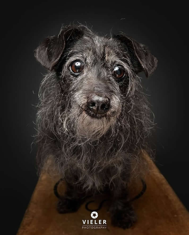 Heartwarming Photos of Senior Dogs by Christian Vieler