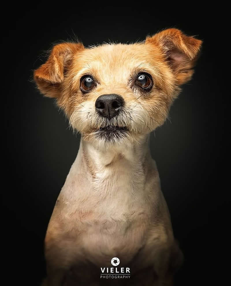 Heartwarming Photos of Senior Dogs by Christian Vieler