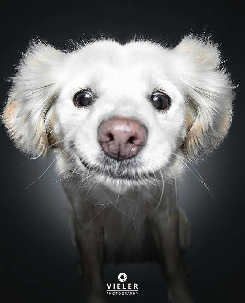 Heartwarming Photos of Senior Dogs by Christian Vieler