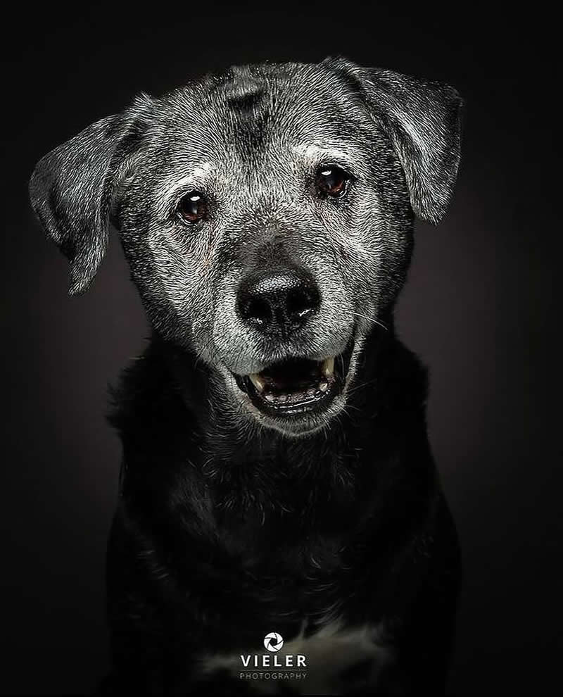 Heartwarming Photos of Senior Dogs by Christian Vieler
