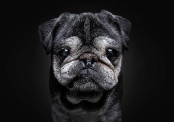 Heartwarming Photos of Senior Dogs by Christian Vieler