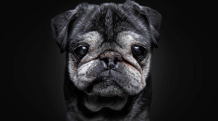 Heartwarming Photos of Senior Dogs by Christian Vieler