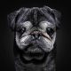 Heartwarming Photos of Senior Dogs by Christian Vieler