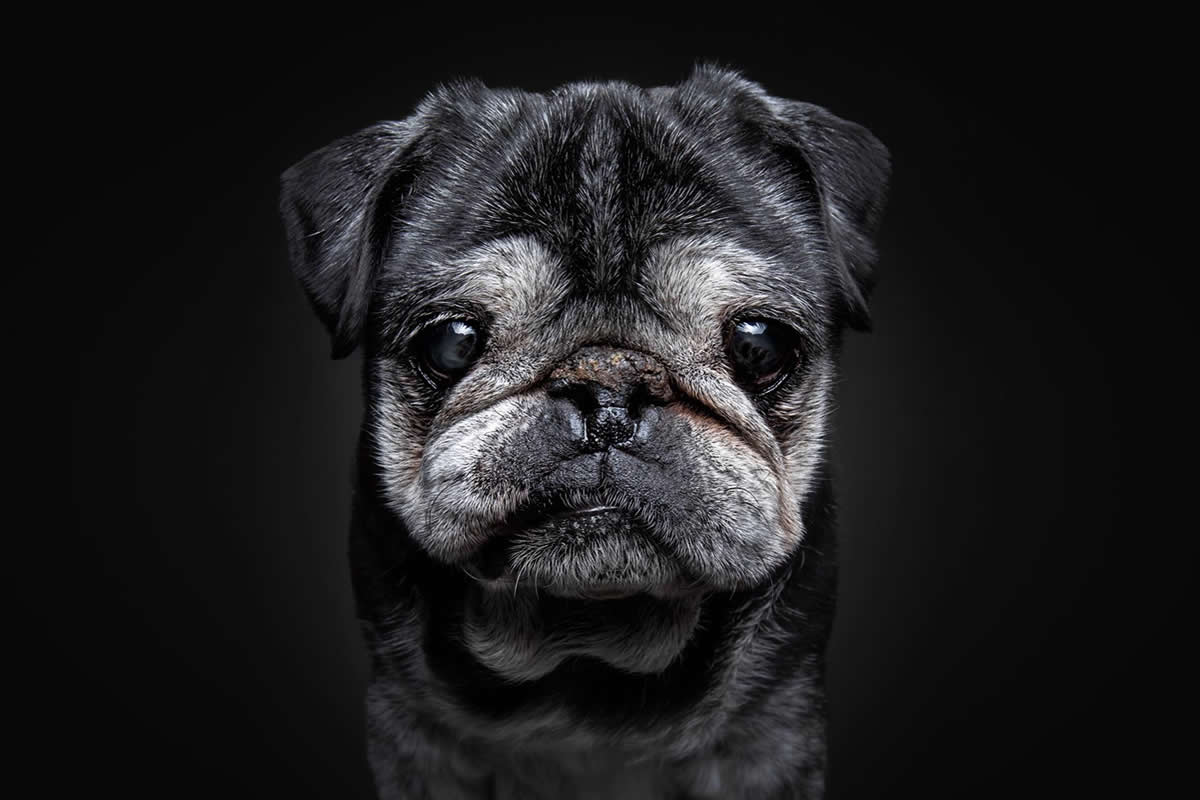 Heartwarming Photos of Senior Dogs by Christian Vieler