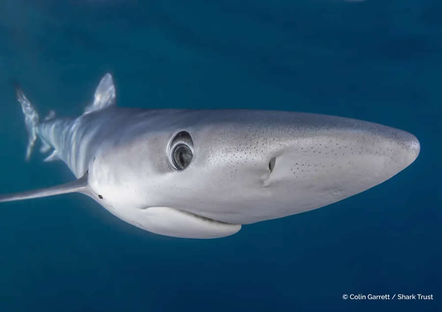 2025 Shark Photographer of the Year Winners