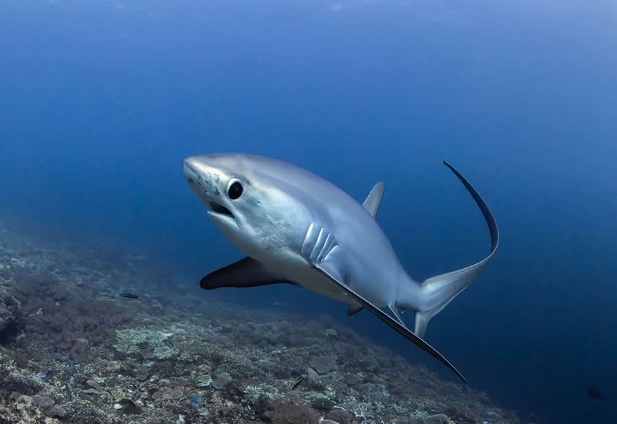 2025 Shark Photographer of the Year Winners