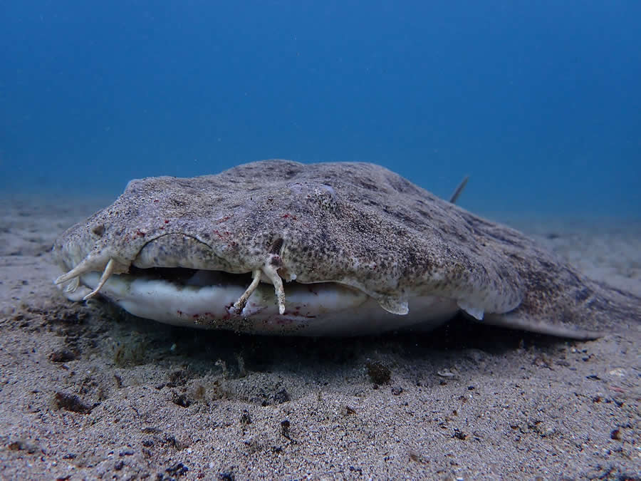 2025 Shark Photographer of the Year Winners