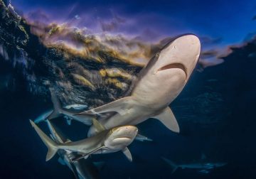 2025 Shark Photographer of the Year Winners