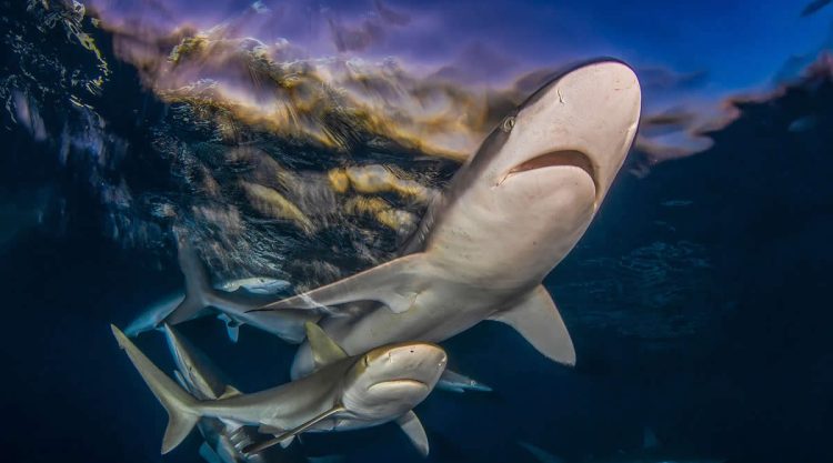2025 Shark Photographer of the Year Winners