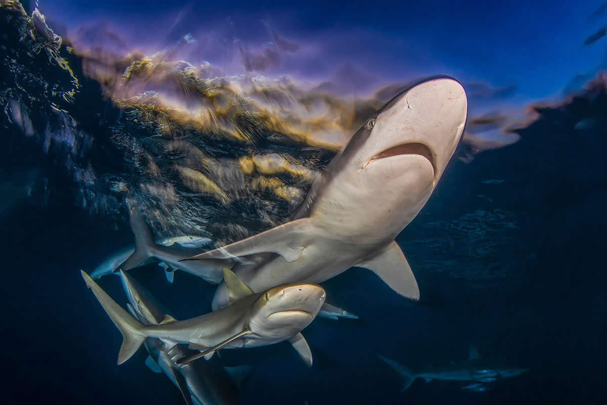 2025 Shark Photographer of the Year Winners