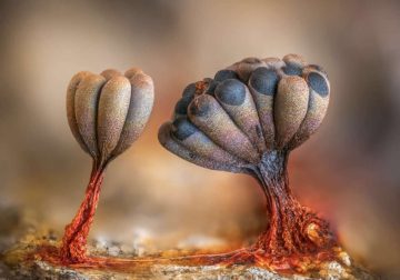 Mesmerizing Slime Macro Photos by Barry Webb