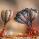 Mesmerizing Slime Macro Photos by Barry Webb