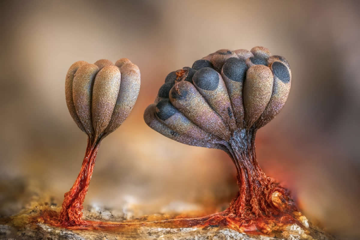 Mesmerizing Slime Macro Photos by Barry Webb
