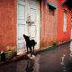 Striking Color Photos by Legendary Photographers