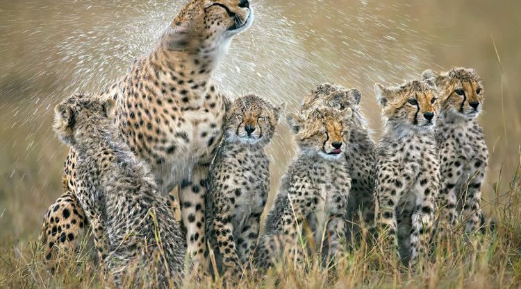 Stunning Wildlife Photos That Reveal the Wild