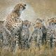 Stunning Wildlife Photos That Reveal the Wild