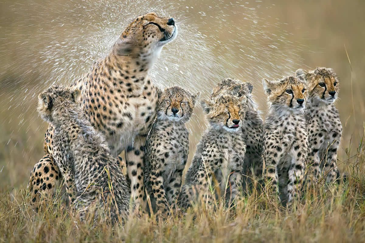 35 Stunning Wildlife Photos That Reveal the Wild, Unfiltered Beauty of the Natural World