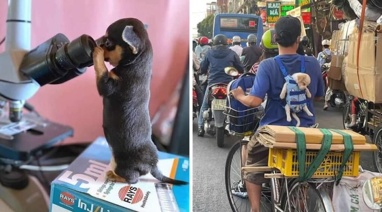 Animals In Randome Places