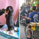 Animals In Randome Places