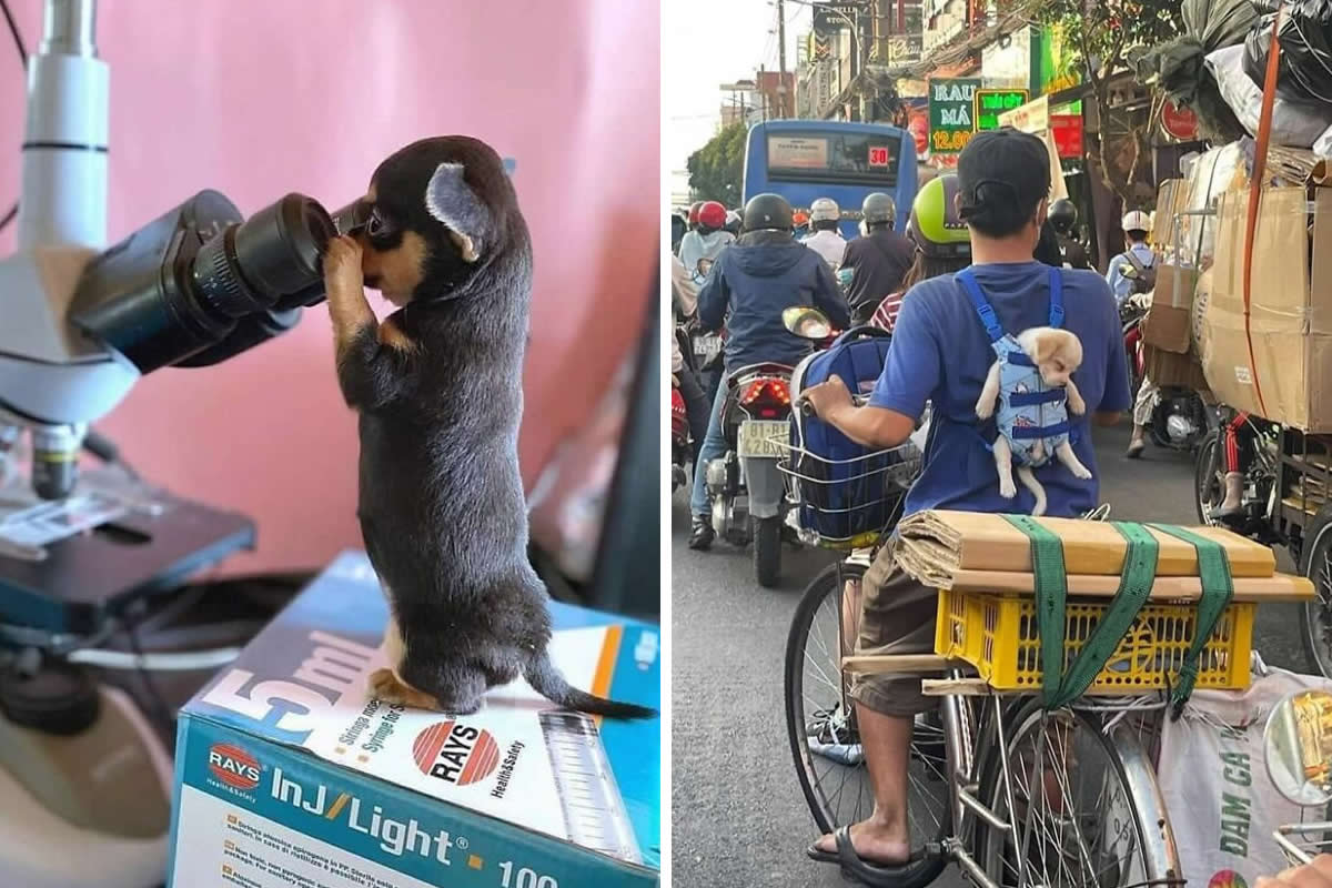 30 Surprising Photos of Animals Found in the Most Random Places