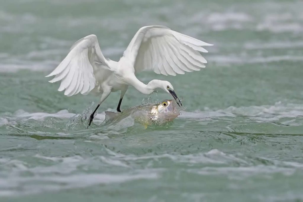 Wildlife Winning Photos from the Artist Gallery Awards 2025