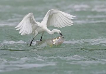 Wildlife Winning Photos from the Artist Gallery Awards 2025