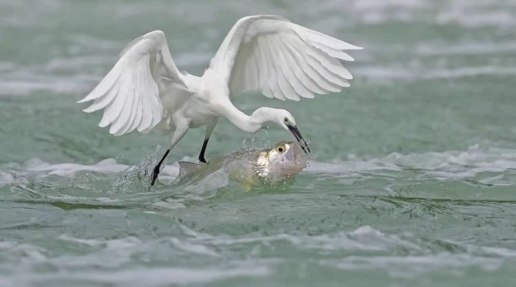 Wildlife Winning Photos from the Artist Gallery Awards 2025