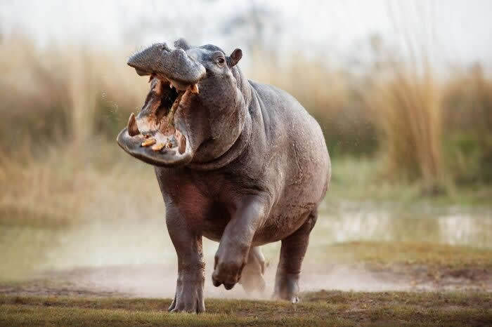 Incredible Wildlife Photography by Vladimir Cech