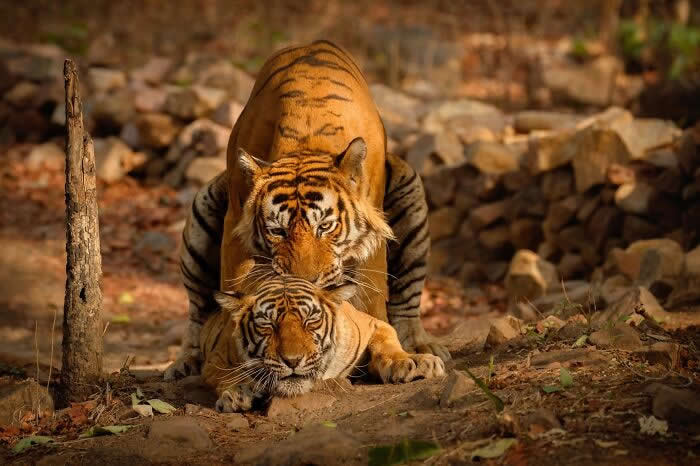 Incredible Wildlife Photography by Vladimir Cech