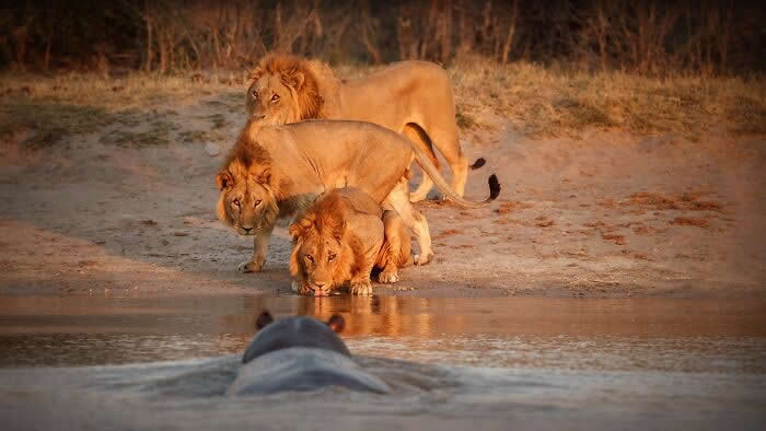 Incredible Wildlife Photography by Vladimir Cech