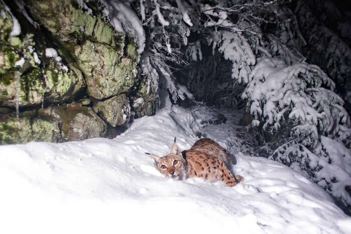Incredible Wildlife Photography by Vladimir Cech