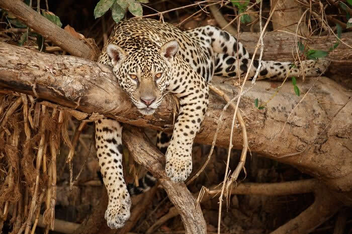 Incredible Wildlife Photography by Vladimir Cech