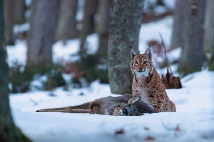 Incredible Wildlife Photography by Vladimir Cech