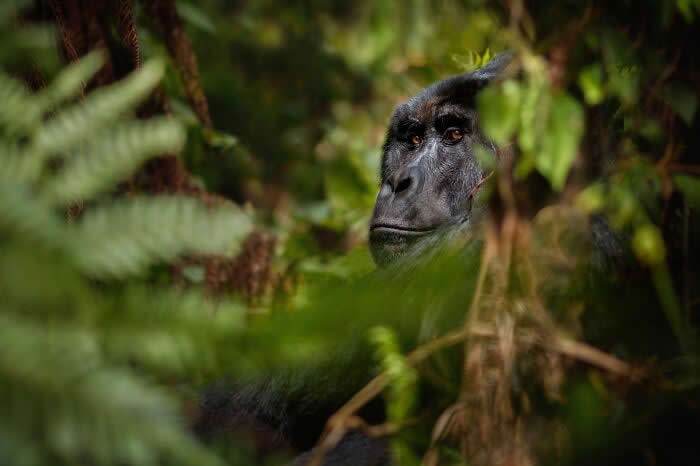 Incredible Wildlife Photography by Vladimir Cech