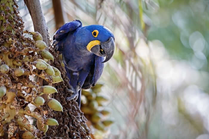 Incredible Wildlife Photography by Vladimir Cech