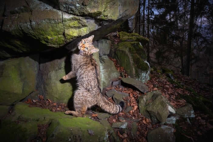 Incredible Wildlife Photography by Vladimir Cech